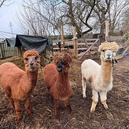 Guest Rosi Free Wifi Farm stay